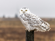 Snowy Owl