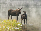 Moose Cow and Calf