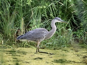 Blue heron