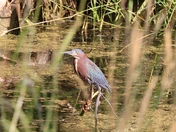 Green heron 