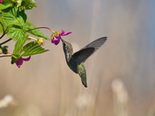 Hummingbird and Flower