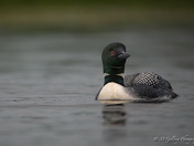 Common loon