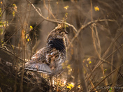ruffed grouse