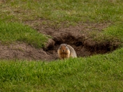 Sleepy Ground Squirrel