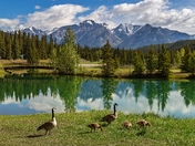 Geese And Goslings By Cascade Ponds