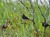 Yellow-headed Blackbirds 