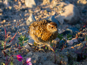 A young willow ptarmigan or grouse while standing among rocks in Canada's arctic tundra. Near Arviat, Nunavut