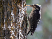 3 Toed woodpecker