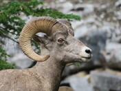 The Majestic Rocky Mountain Bighorn Sheep