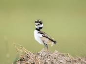 Killdeer chick venturing out into the world