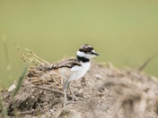 Killdeer chick venturing out into the world