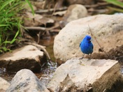 Indigo bunting