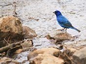 Indigo bunting