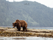 ROCKY FROM THE KHUTZEYMATEEN