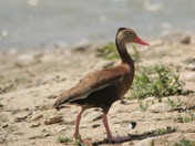 Black bellied Whistling Duck