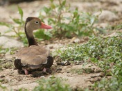 Black Bellied Whistling Duck