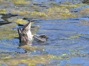 Greenwing Teal