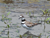 Kildeer