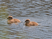 Baby Ruddy ducks