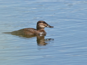 Immature Ruddy duck