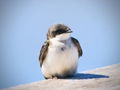 Swallow
