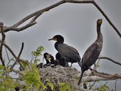 Double-crested cormorant family.