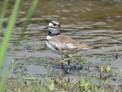 Cruising the marsh