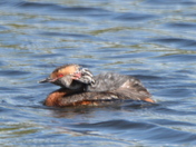 Horned Grebe and baby