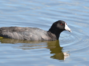 Coot looking for food