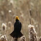 Previous upload