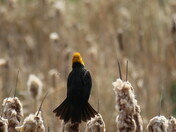 The Bug Meets The Yellowhead