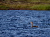 Red-throated loon swimming in blue arctic waters with tundra grass in the background