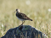 Pectoral sandpiper standing on a rock with tundra grass in the background