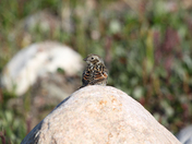 Close-up of a Lapland Longspur sitting on a rock with arctic tundra with plants in the background