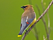 Cedar Waxwing