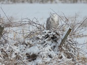 Resting Snowy Owl