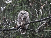 Barred Owl with rat prey