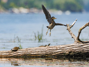 3 dragonflys, 3 turtles, and a green heron