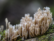 Crown-tipped Coral Fungus