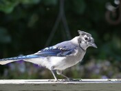 Blue Jay