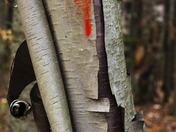 Birch tree with bright orange streaks on bark