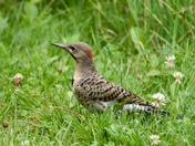 northern Flicker