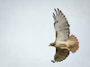 Love to soar