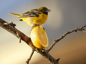 Gotta get my daily dose of vitamin C