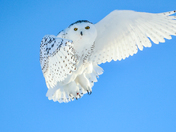 Snowy Owl in flight