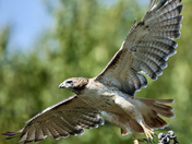 Red Tailed Hawk taking flight