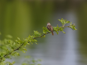 Song Sparrow