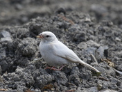 leucistic sparrow / bruant leucistique