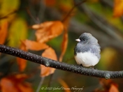 Dark eyed Junco