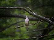 Mourning Dove